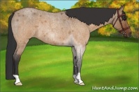 Horse Color:Brown Roan Dun Rabicano Brindle 