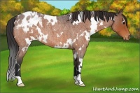 Horse Color:White Spotted Bay Roan Appaloosa