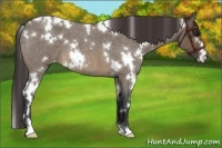 Horse Color:White Spotted Brown Roan Dun Appaloosa