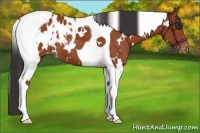 Horse Color:White Spotted Bay Tobiano Blanket 