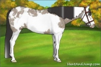 Horse Color:White Spotted Liver Red Dun Roan Splash Frame Appaloosa 