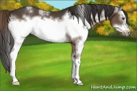 Horse Color:White Spotted Liver Chestnut Sabino Splash Frame