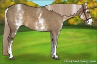 Horse Color:White Spotted Liver Red Dun 