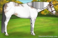 Horse Color:White Spotted Brown Dun Frame Varnish