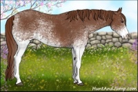 Horse Color:White Spotted Chestnut 