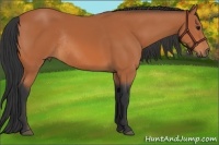 Horse Color:Bay Rabicano 
