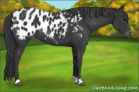 Horse Color:Black Appaloosa