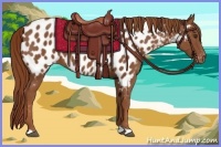 Horse Color:Chestnut Appaloosa