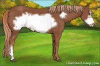 Horse Color:Chestnut Frame