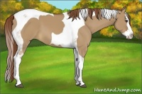 Horse Color:Red Dun Splash Tobiano 