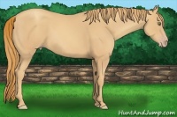 Horse Color:Gold Champagne 