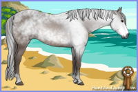 Horse Color:Gray Bay 
