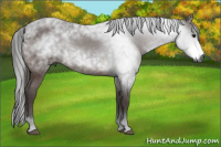 Horse Color:Gray Bay 