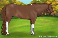 Horse Color:Chestnut Tobiano