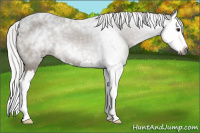 Horse Color:Gray Silver Buckskin Roan Splash 