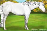 Horse Color:Gray Silver Buckskin Pearl 