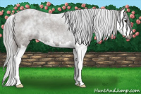 Horse Color:Gray Blue Roan Splash 