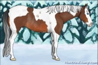 Horse Color:Bay Splash Tobiano Rabicano