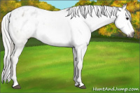 Horse Color:Gray Bay Appaloosa