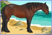 Horse Color:Bay 
