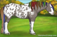 Horse Color:Painted Grullo Splash Appaloosa