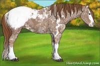 Horse Color:White Spotted Chestnut Ice Splash Appaloosa 