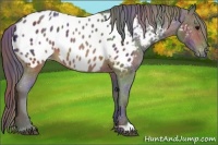 Horse Color:Nacre Brown Appaloosa
