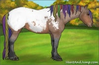 Horse Color:Painted Bay Appaloosa 