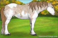 Horse Color:Chestnut Ice Sabino Splash Appaloosa 