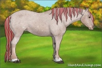 Horse Color:Painted Chestnut Appaloosa