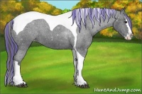 Horse Color:Painted Black Splash Tobiano Appaloosa 
