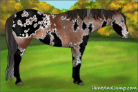 Horse Color:Gray White Spotted Bay Splash Appaloosa
