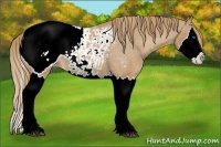 Horse Color:Chestnut Sabino Splash Snowcap