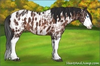 Horse Color:Bay Ice Sabino Splash Appaloosa  and Bay Sabino Splash Appaloosa 