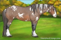 Horse Color:White Spotted Bay Splash Varnish