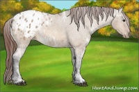 Horse Color:Bay Ice Dun Sabino Varnish 