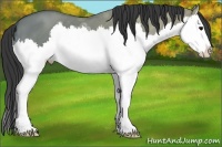 Horse Color:Grullo Ice Sabino Splash