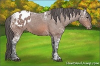 Horse Color:Bay Ice Sabino Appaloosa 