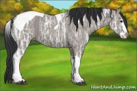 Horse Color:Grullo Ice Sabino Splash Tobiano 