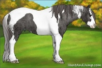Horse Color:Grullo Ice Sabino Splash Tobiano Appaloosa 