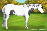 Horse Color:Black Ice Splash Tobiano 