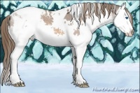 Horse Color:White Spotted Bay Sabino Splash Appaloosa 