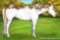 Horse Color:White Spotted Chestnut Splash 