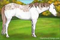 Horse Color:Chestnut Ice Sabino Splash Appaloosa