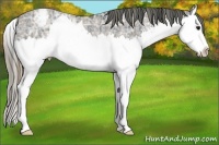 Horse Color:Plaid  Smoky Black Ice Sabino Splash Varnish Rabicano 