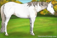 Horse Color:Plaid Buckskin Sabino Splash Appaloosa Rabicano