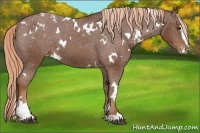 Horse Color:White Spotted Chestnut Sabino Varnish