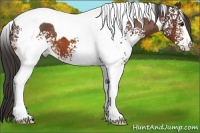 Horse Color:White Spotted Bay Tobiano Appaloosa 