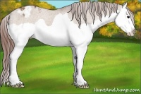 Horse Color:Bay Dun Splash Appaloosa 