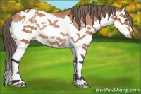 Horse Color:Bay Splash Varnish Rabicano 